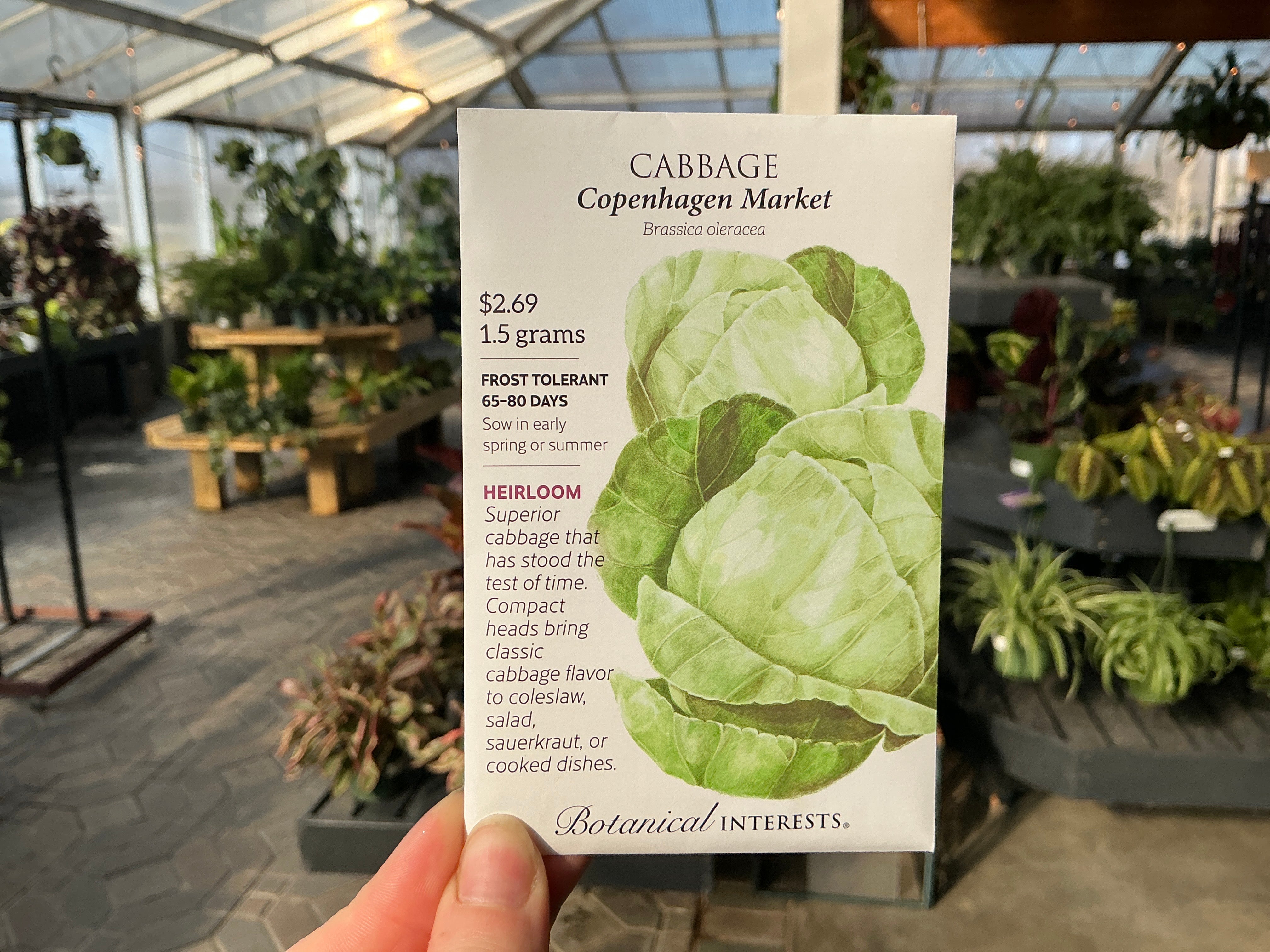 Brassica | Cabbage Seed - Berns Garden Center