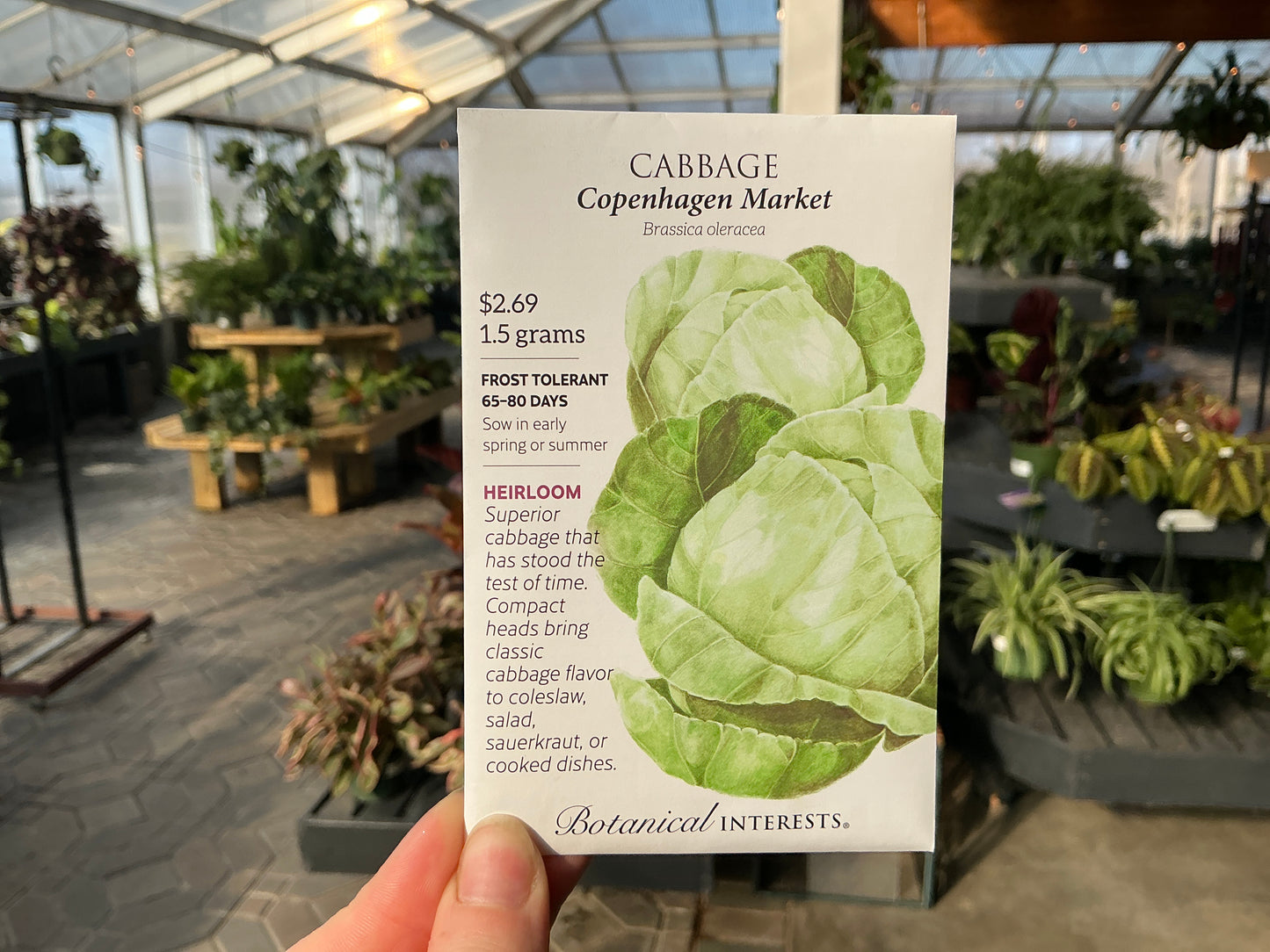 Brassica | Cabbage Seed