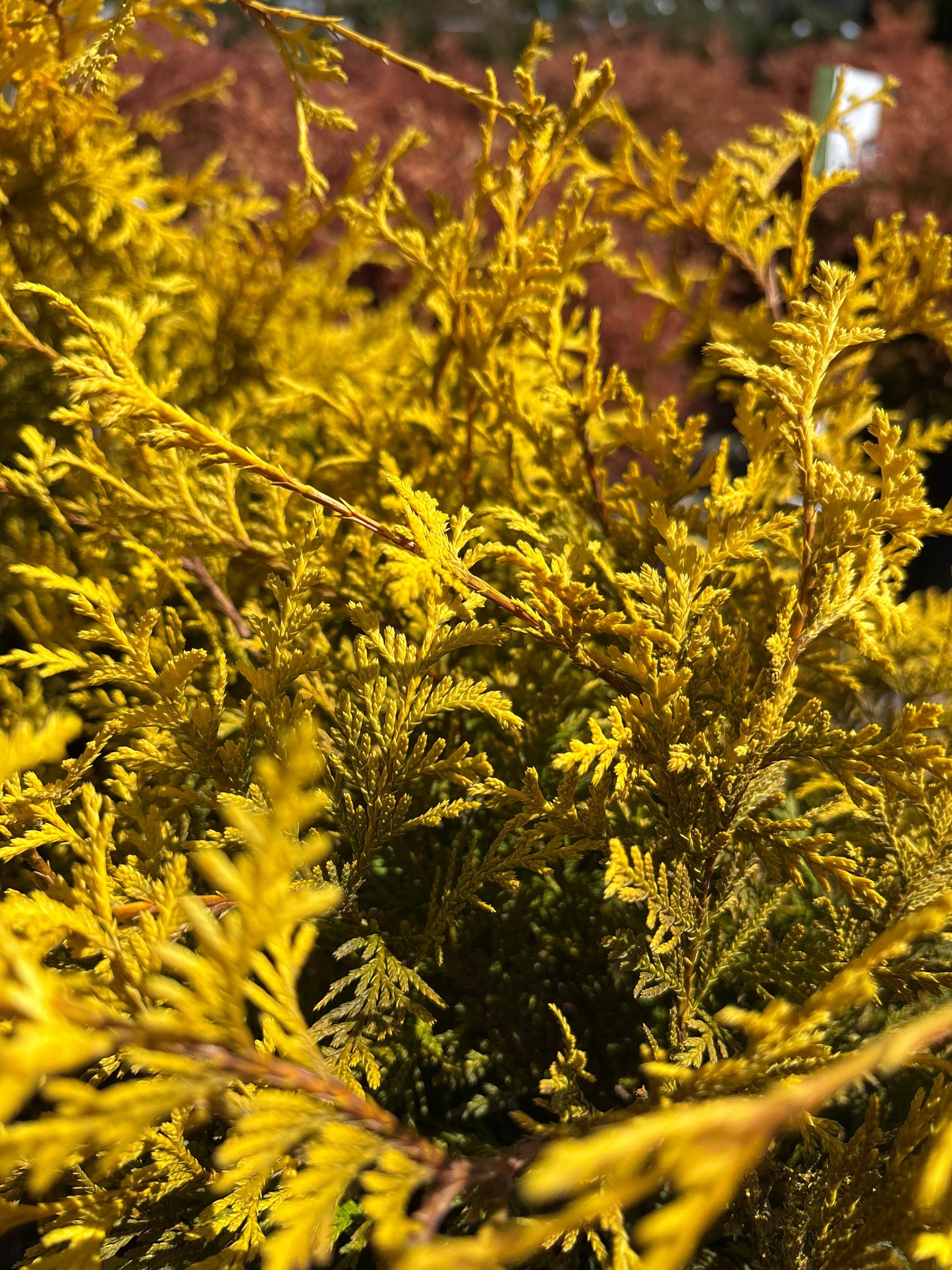 Chamaecyparis | Vintage Gold False Cypress - 3 Gallon