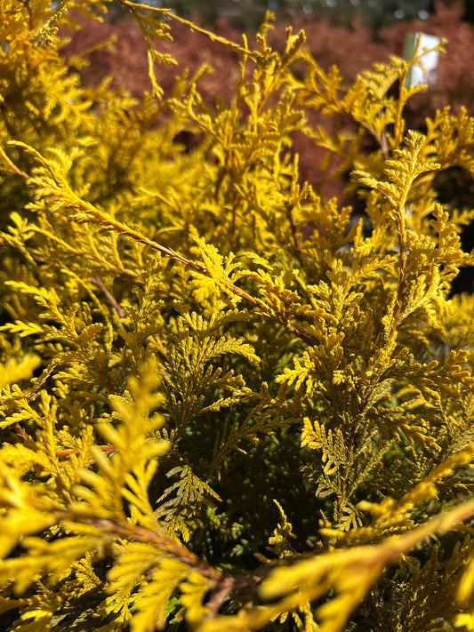 Chamaecyparis | Vintage Gold False Cypress - 3 Gallon