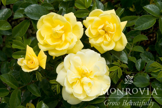 Rosa | Flower Carpet Rose | Yellow - 2 Gallon