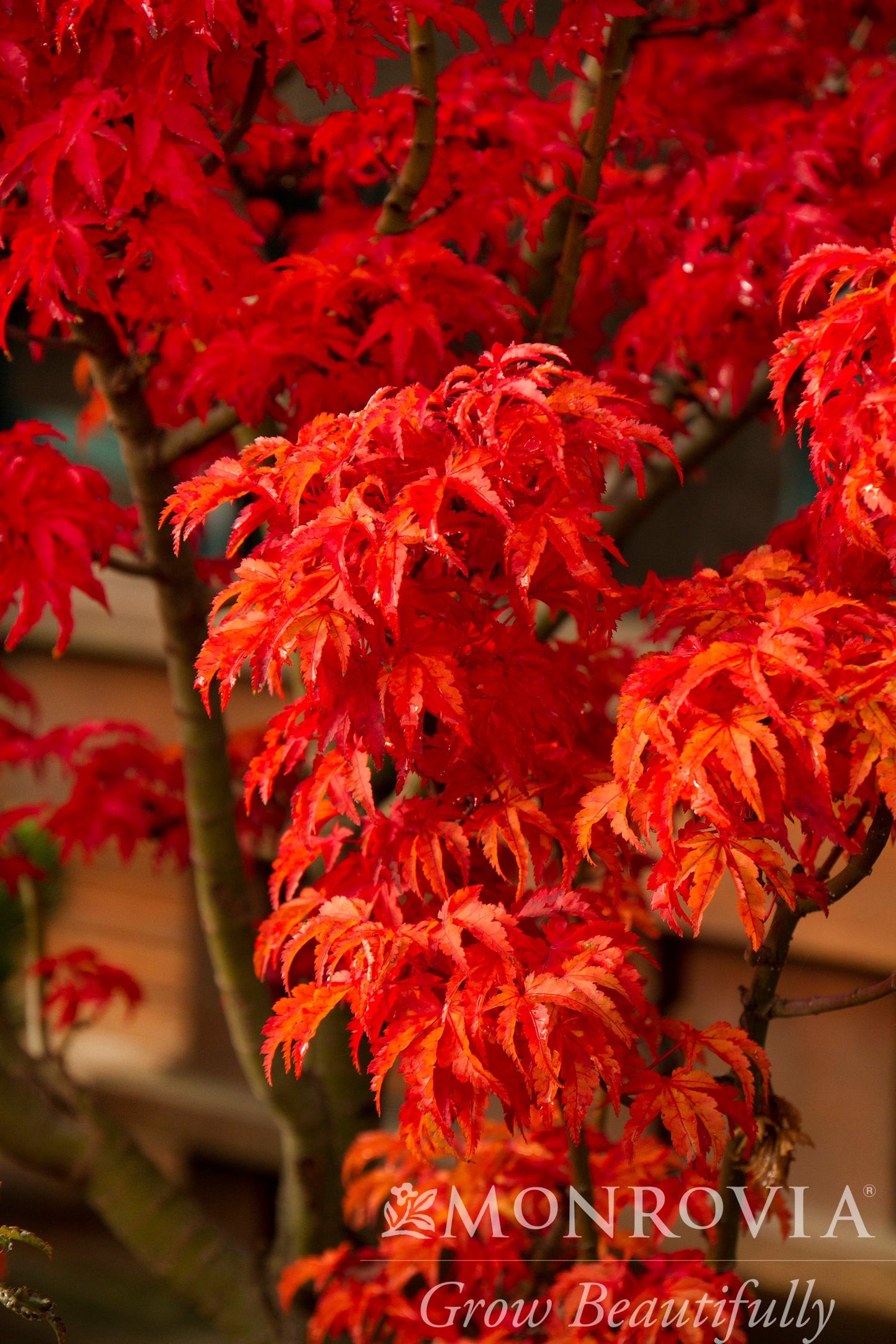 Acer | Shishigashira Japanese Maple - 5 Gallon