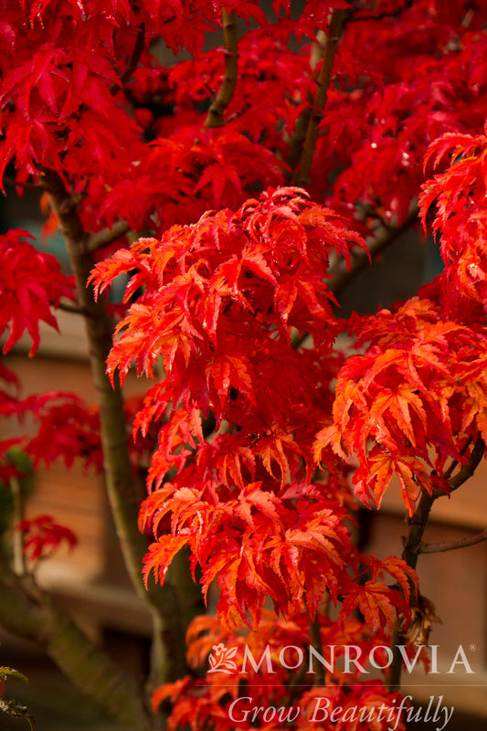 Acer | Shishigashira Japanese Maple - 5 Gallon
