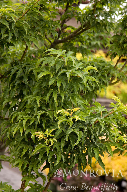 Acer | Shishigashira Japanese Maple - 2 Gallon