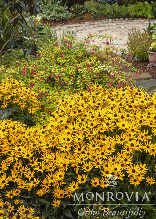 Rudbeckia | Little Goldstar Black-Eyed Susan - 1 Gallon