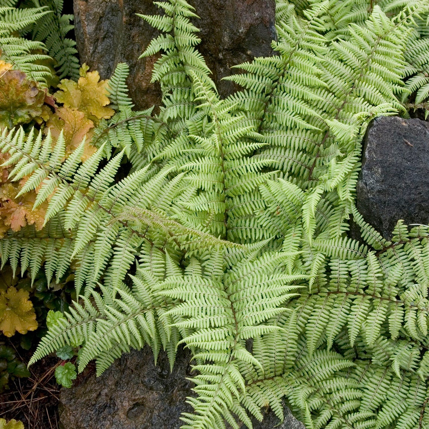 Athyrium | Ghost Painted Fern - 1 Gallon