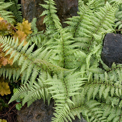 Athyrium | Ghost Painted Fern - 1 Gallon