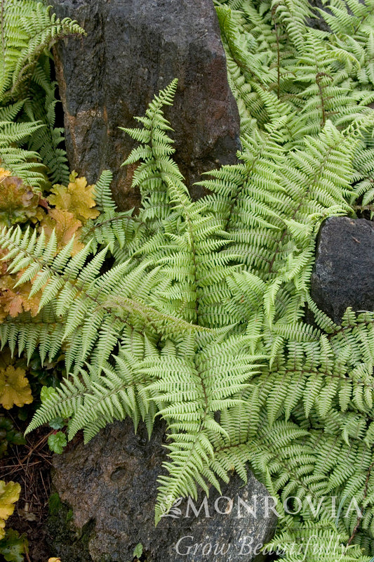 Athyrium | Ghost Painted Fern - 1 Gallon