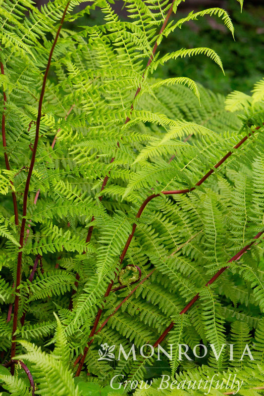 Athyrium | Lady in Red Fern - 1 Gallon