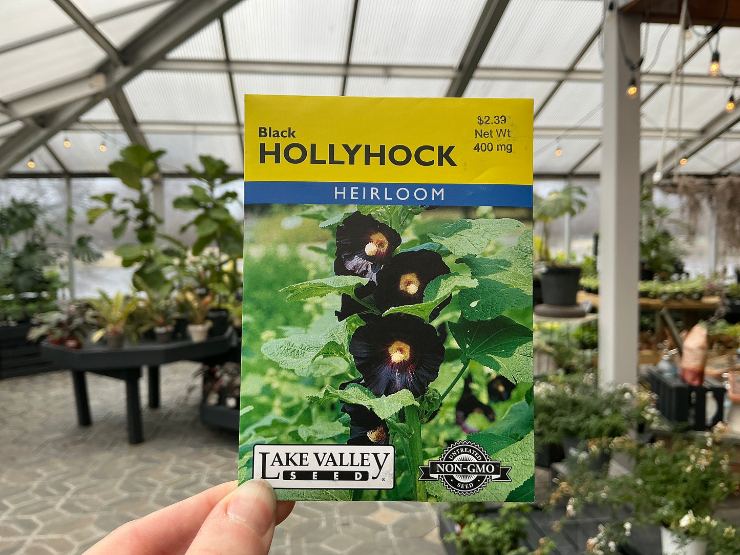 Alcea | Hollyhock Seed