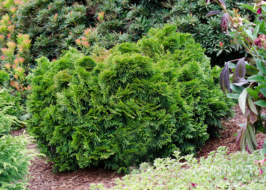 Thuja | Green Ball Arborvitae