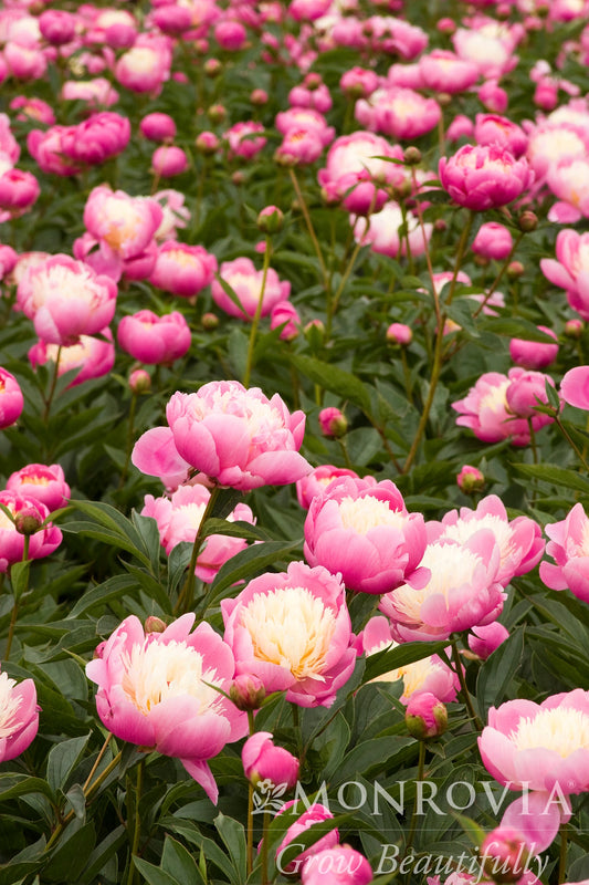 Paeonia | Bowl of Beauty Garden Peony - 2 Gallon