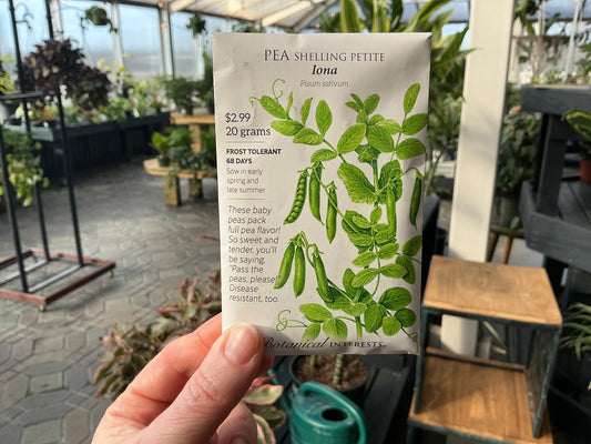 Pisum | Shelling - Pea Seed