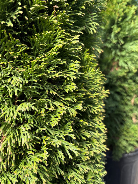 Thuja | Emerald Petite Arborvitae