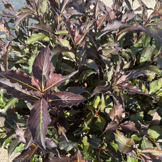 Weigela | Spilled Wine Weigela - 2 Gallon