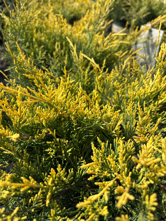 Juniperus | Sea of Gold Juniper