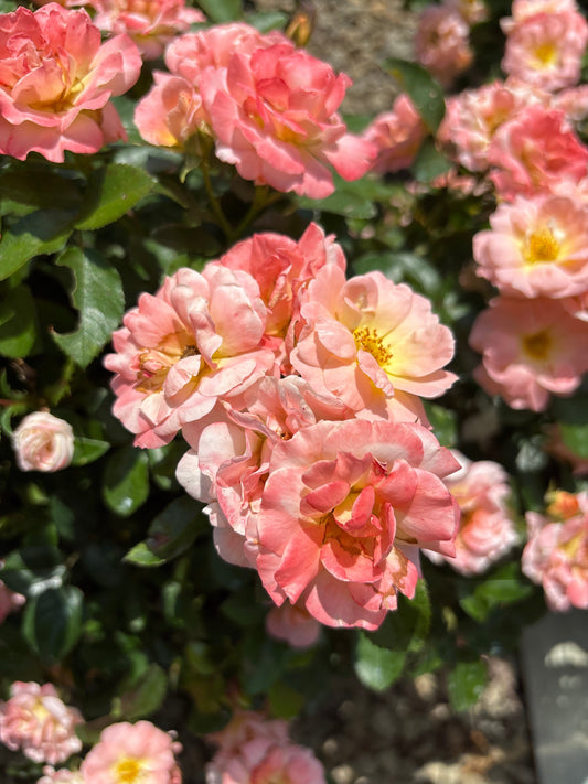 Rosa | Drift Rose | Peach - 2 Gallon