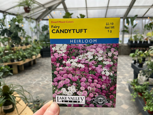 Iberis | Candytuft Seed