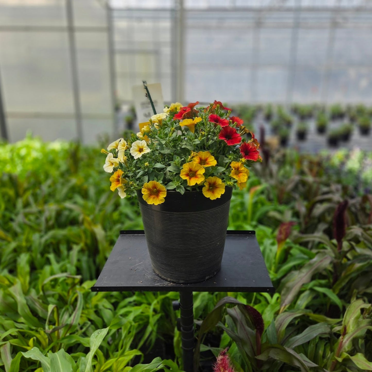 Petchoa | Petchoa Patio Pot