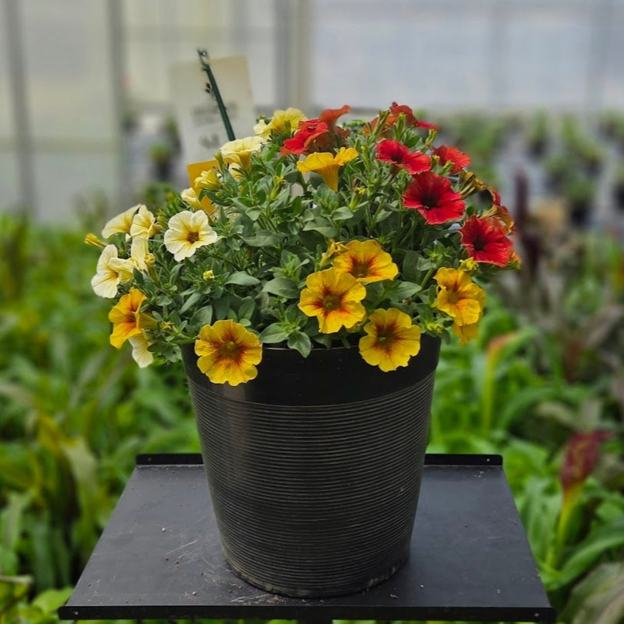 Petchoa | Bonfire Mix - Small Patio Container