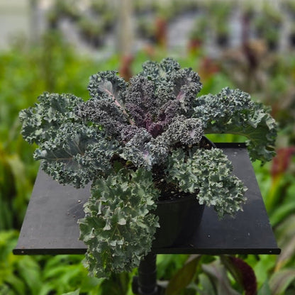 Ornamental Kale | Yokohama Red - 3 Quart
