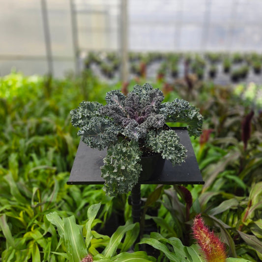 Ornamental Kale | Yokohama - 3 Quart