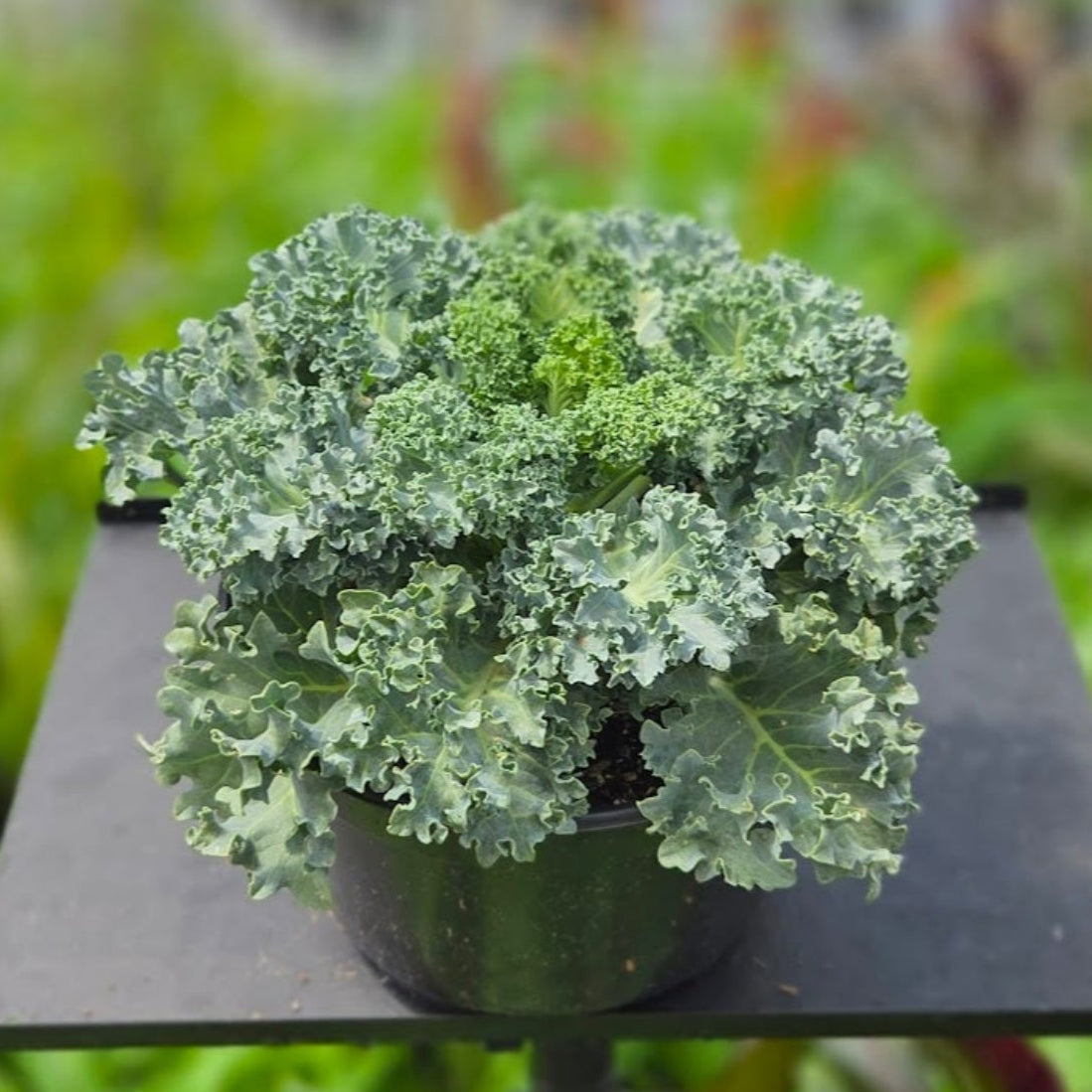 Ornamental Kale | Yokohama White - 3 Quart