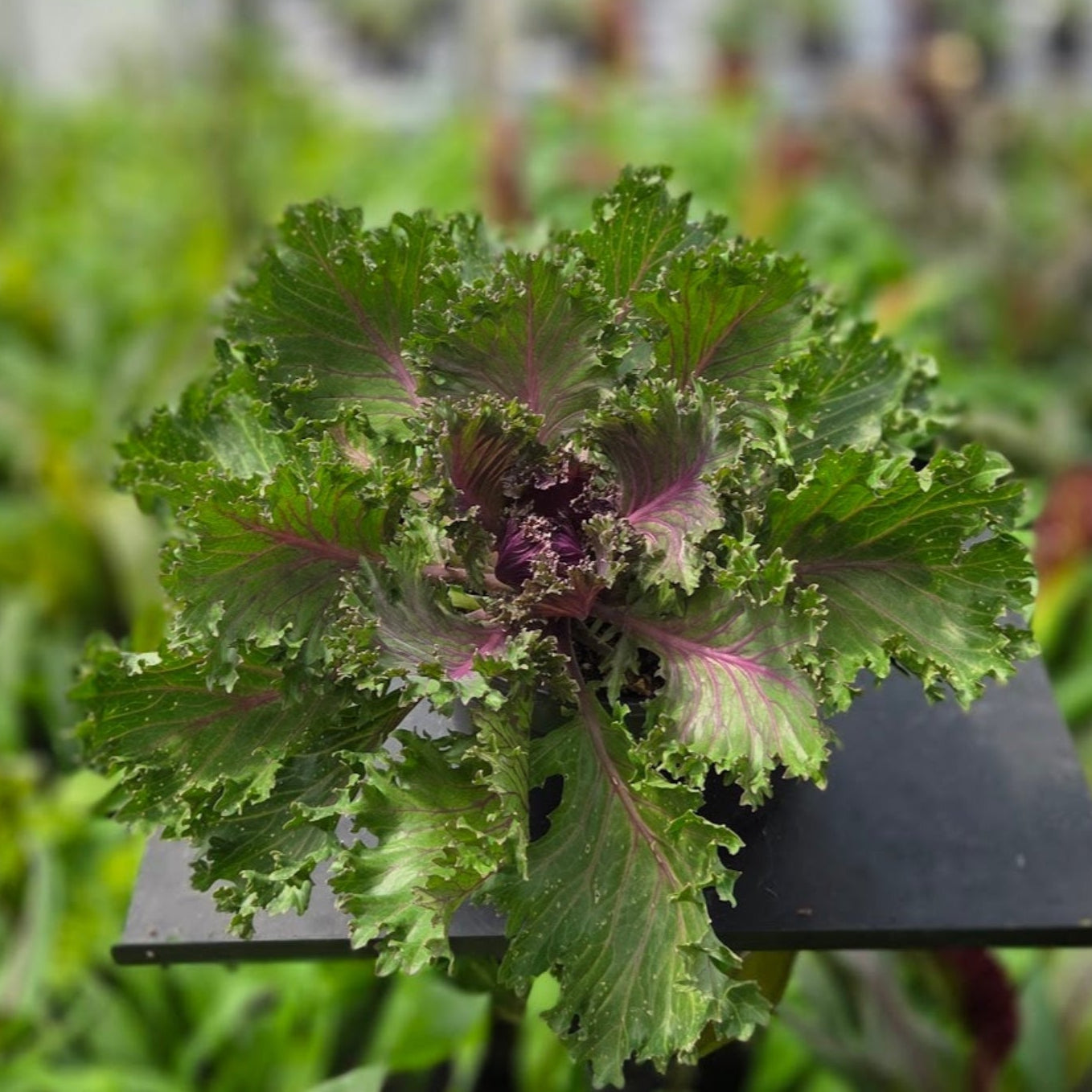 Ornamental Kale | Glamour Red - 3 Quart