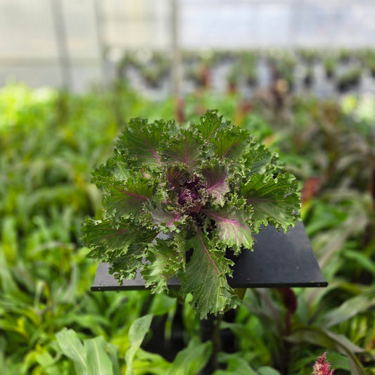 Ornamental Kale | Glamour Red - 3 Quart