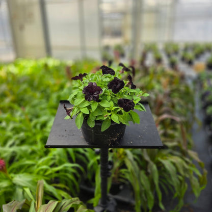 Petunia | Black Magic