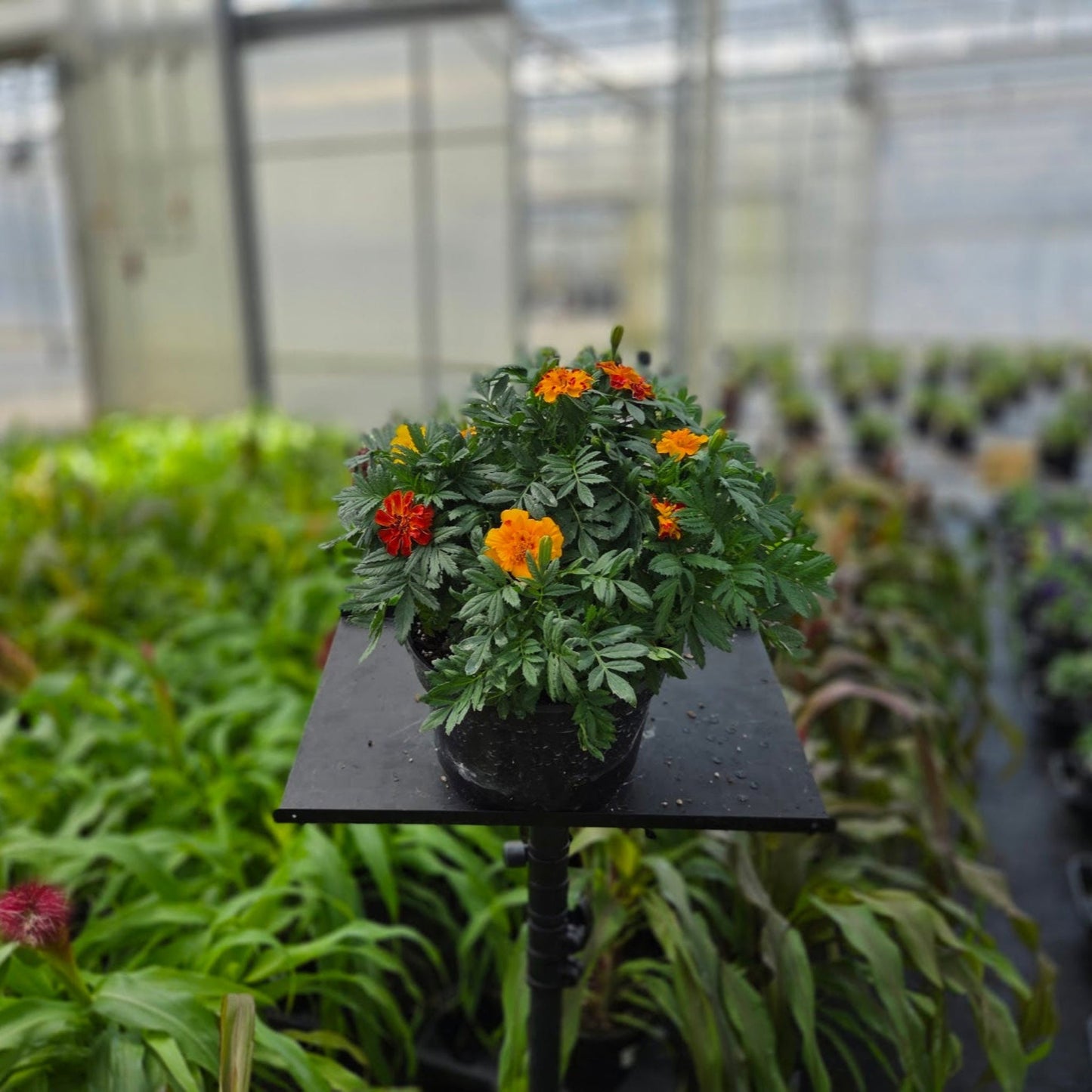 Marigold | French - 3 Quart