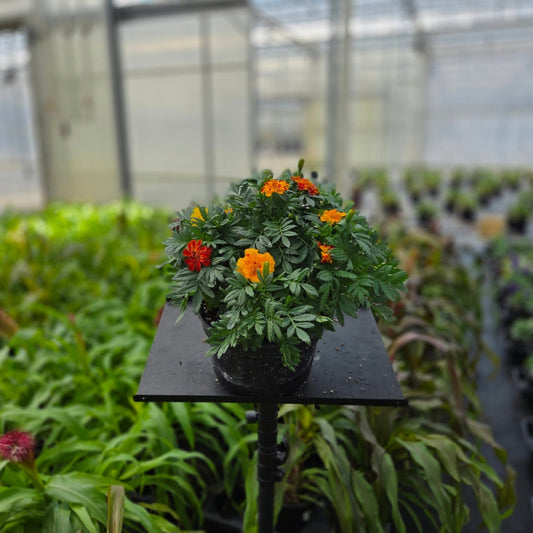 Marigold | French - 3 Quart