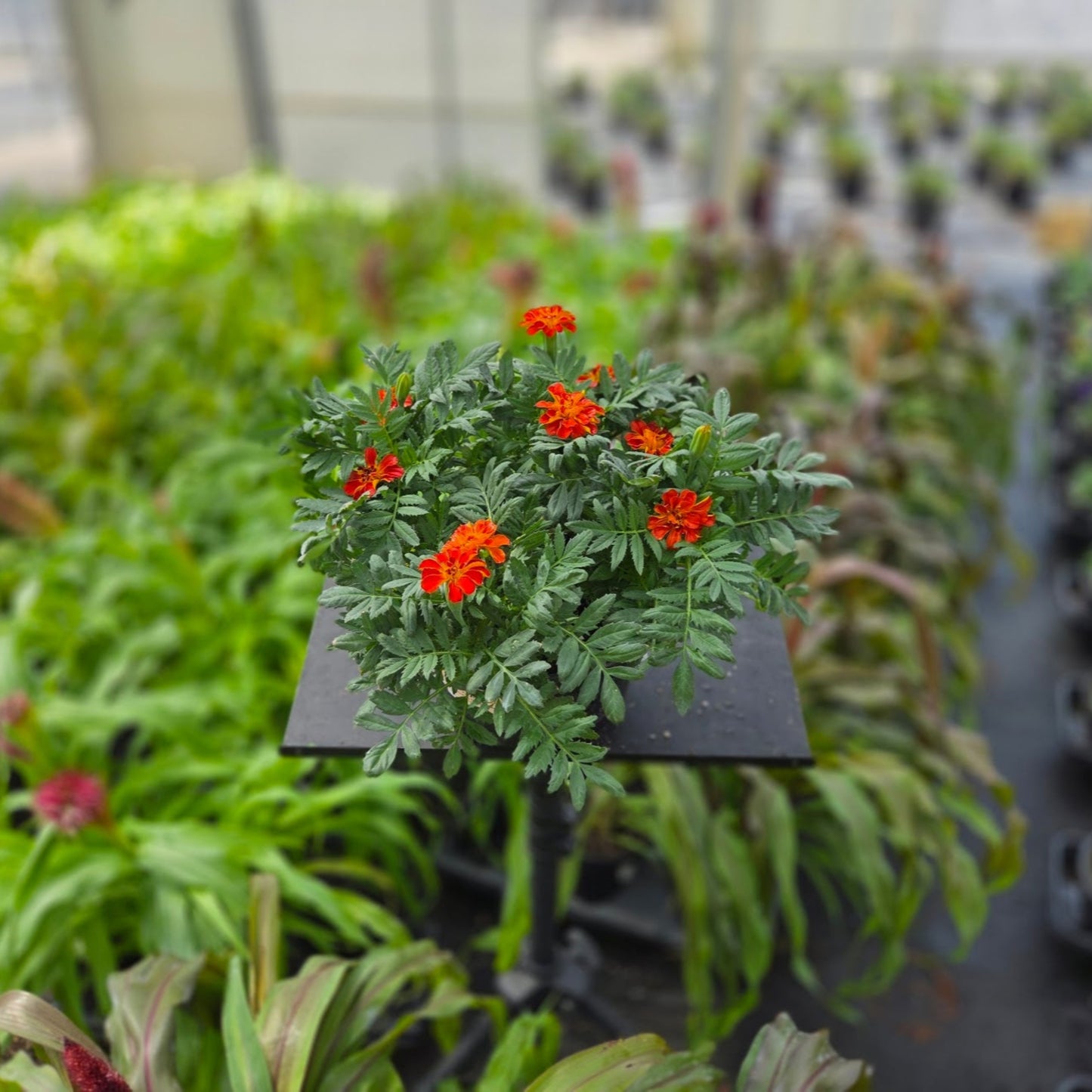 Tagetes | Durango Marigold