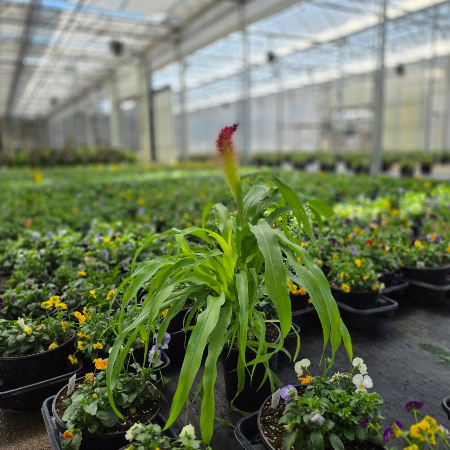 Pennisetum | Fall Grass
