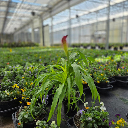 Pennisetum | Fall Grass