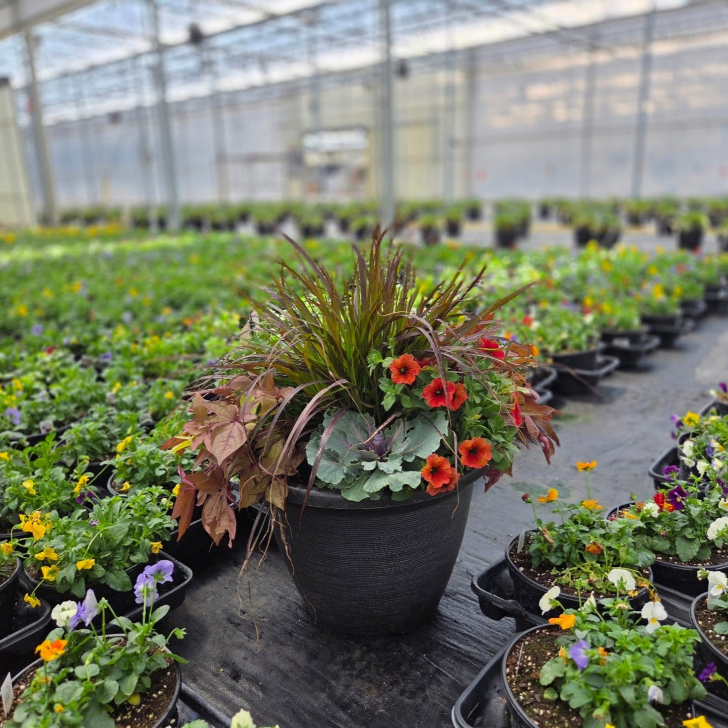 Fall | Combination Patio Pot