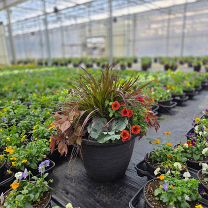 Fall | Combination Patio Pot