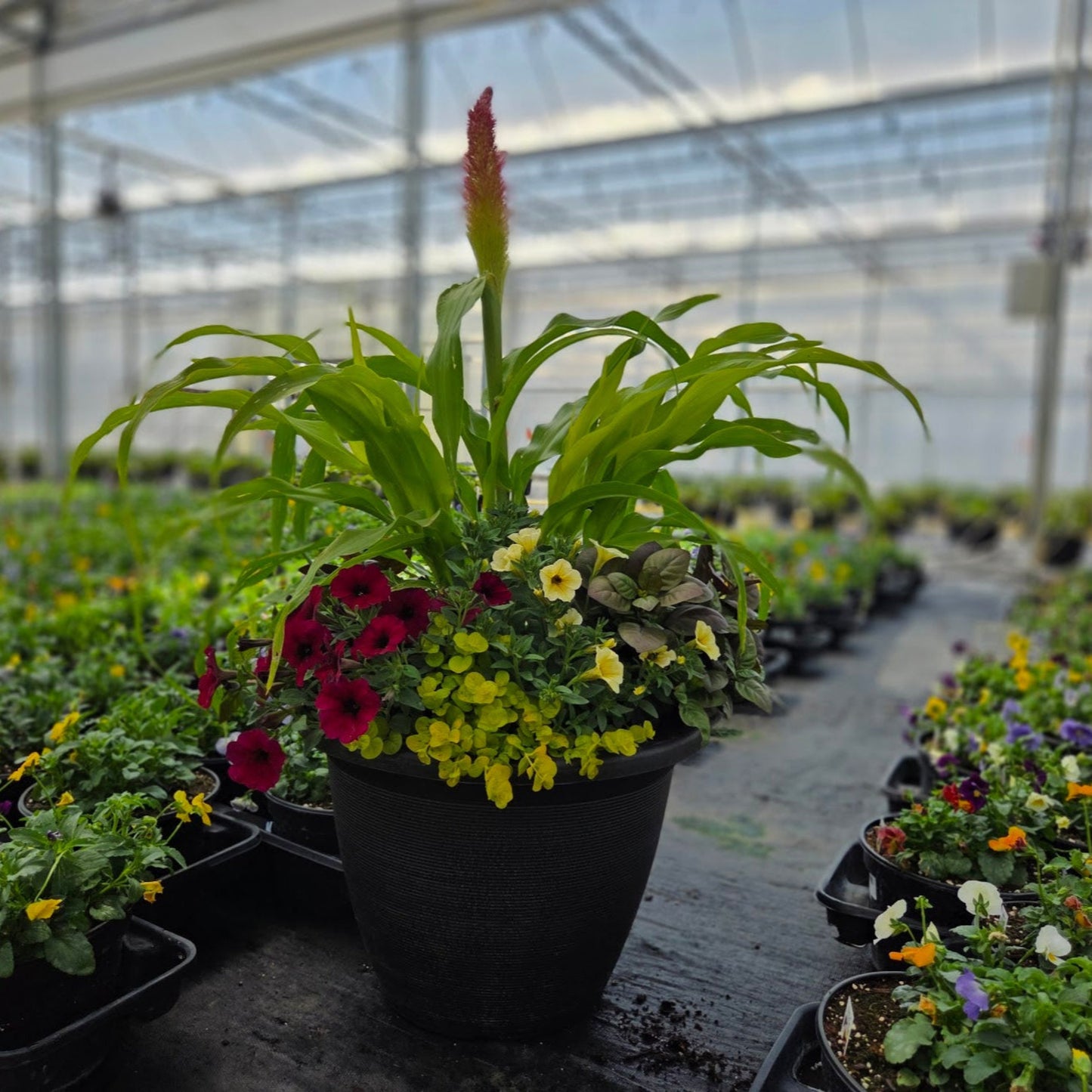 Fall | Combination Patio Pot