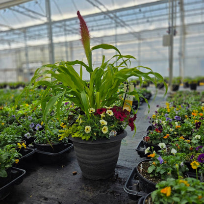 Fall | Combination Patio Pot