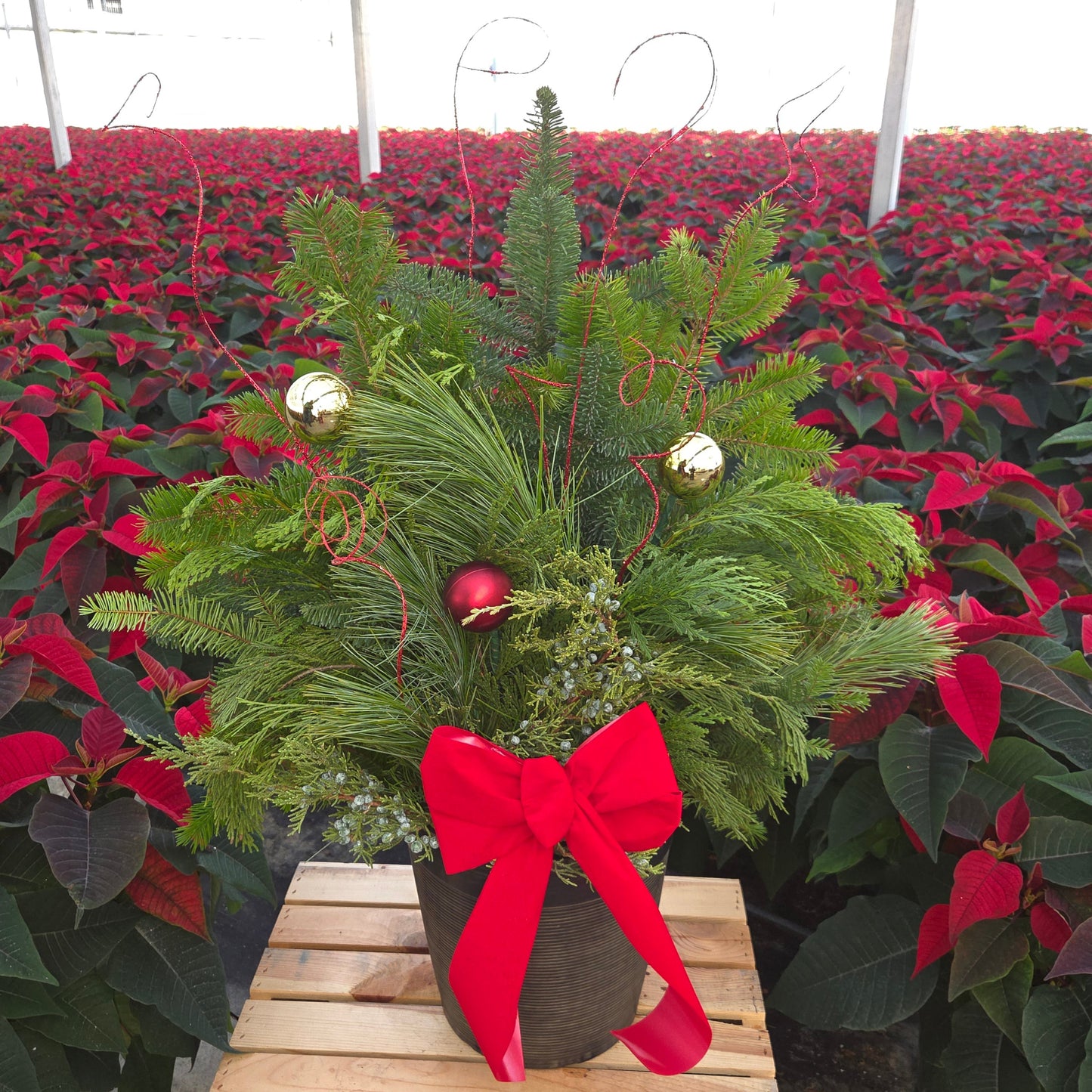 Winter Porch Pot | 9-Inch