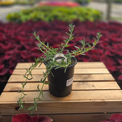 Rosemary | Blue Cascade - 1 Quart