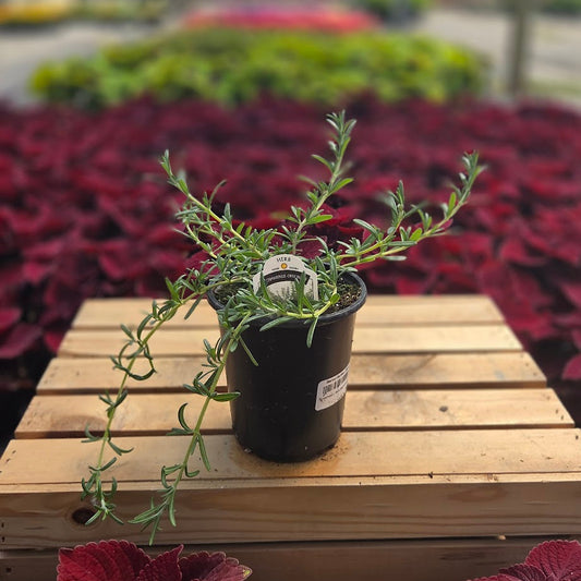 Rosemary | Blue Cascade - 1 Quart
