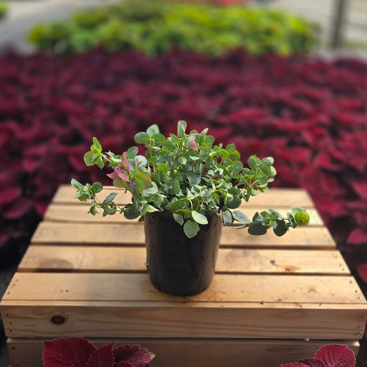 Ornamental Oregano | Kirigami - 1 Quart