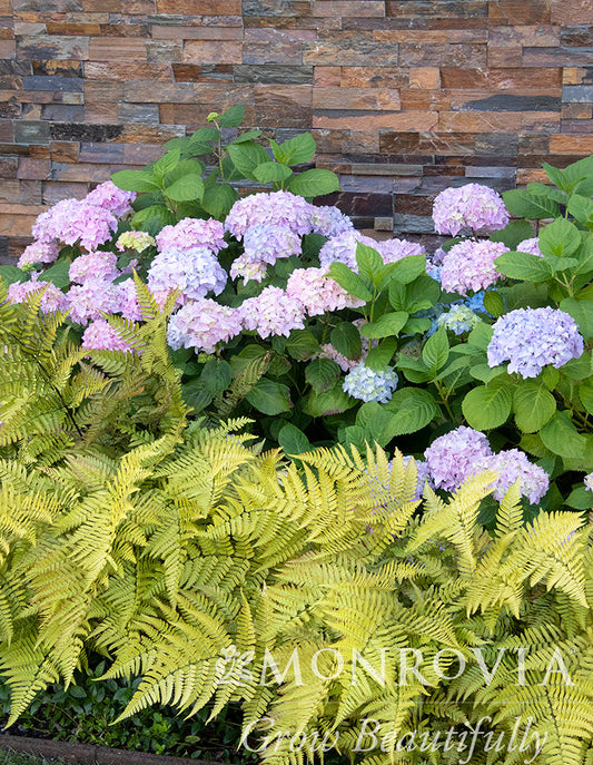 Dryopteris | Brilliance Autumn Fern - 1 Gallon