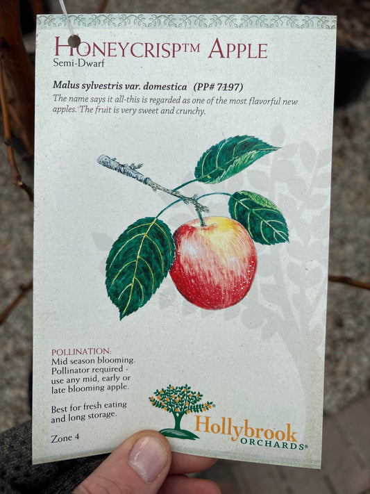 Malus | Honeycrisp Apple - 7 Gallon