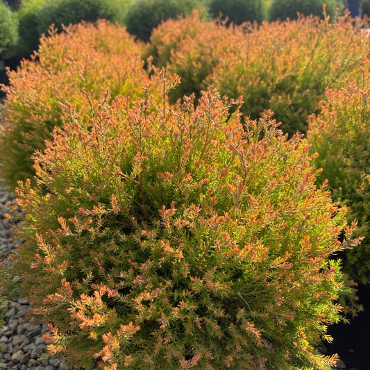 Thuja | Fire Chief Arborvitae - 3 Gallon