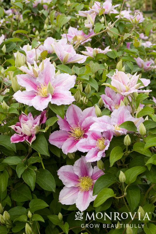 Clematis | Little Duckling Clematis - 1 Gallon