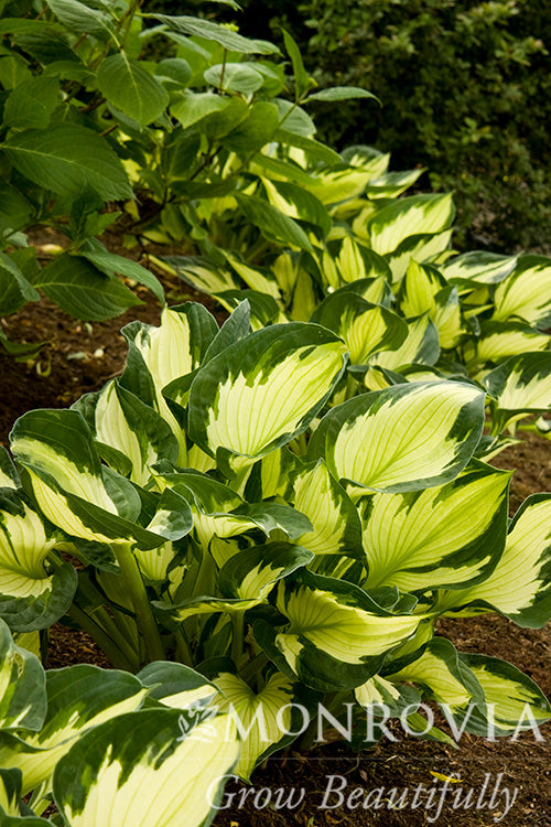 Hosta | Whirlwind Hosta