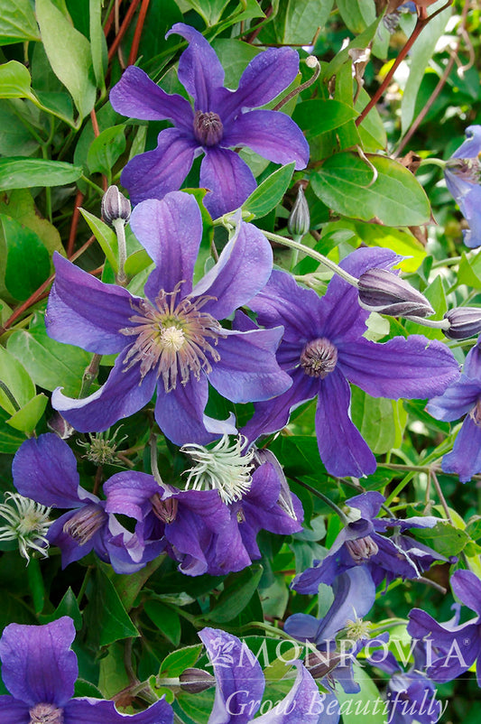 Clematis | Sapphire Indigo Clematis - 1 Gallon