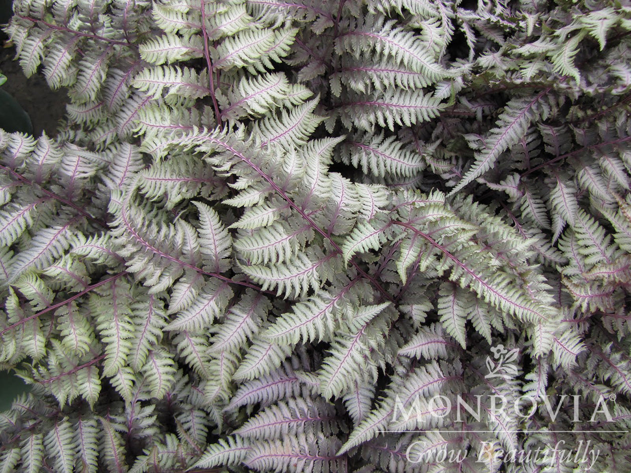 Athyrium | Regal Red Japanese Painted Fern - 1 Gallon
